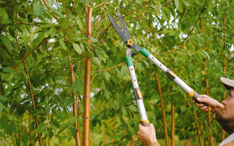 Tree trimming in Ferryville, WI